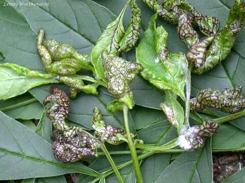 Image of Jumping plant lice