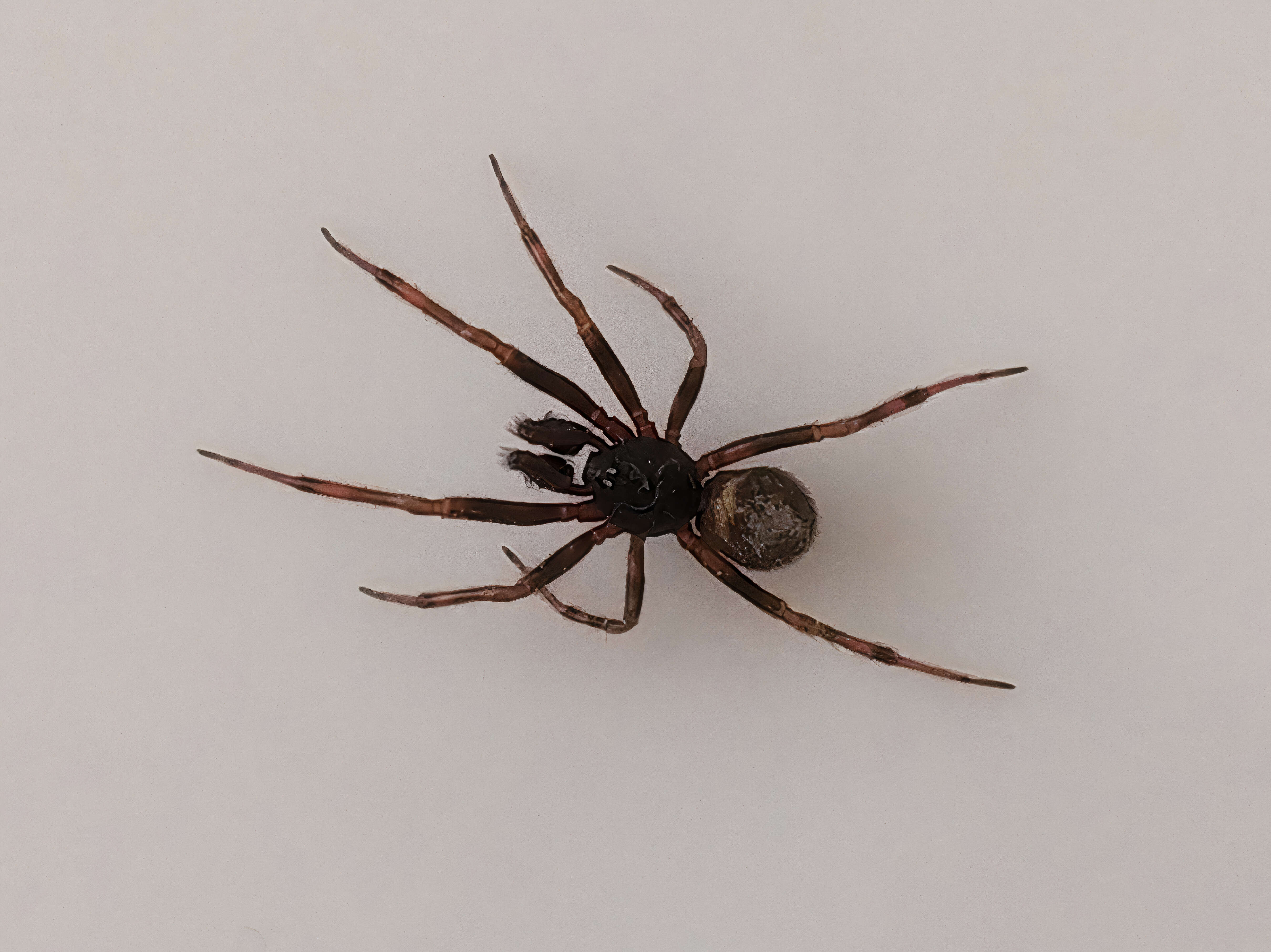 Image of False widow