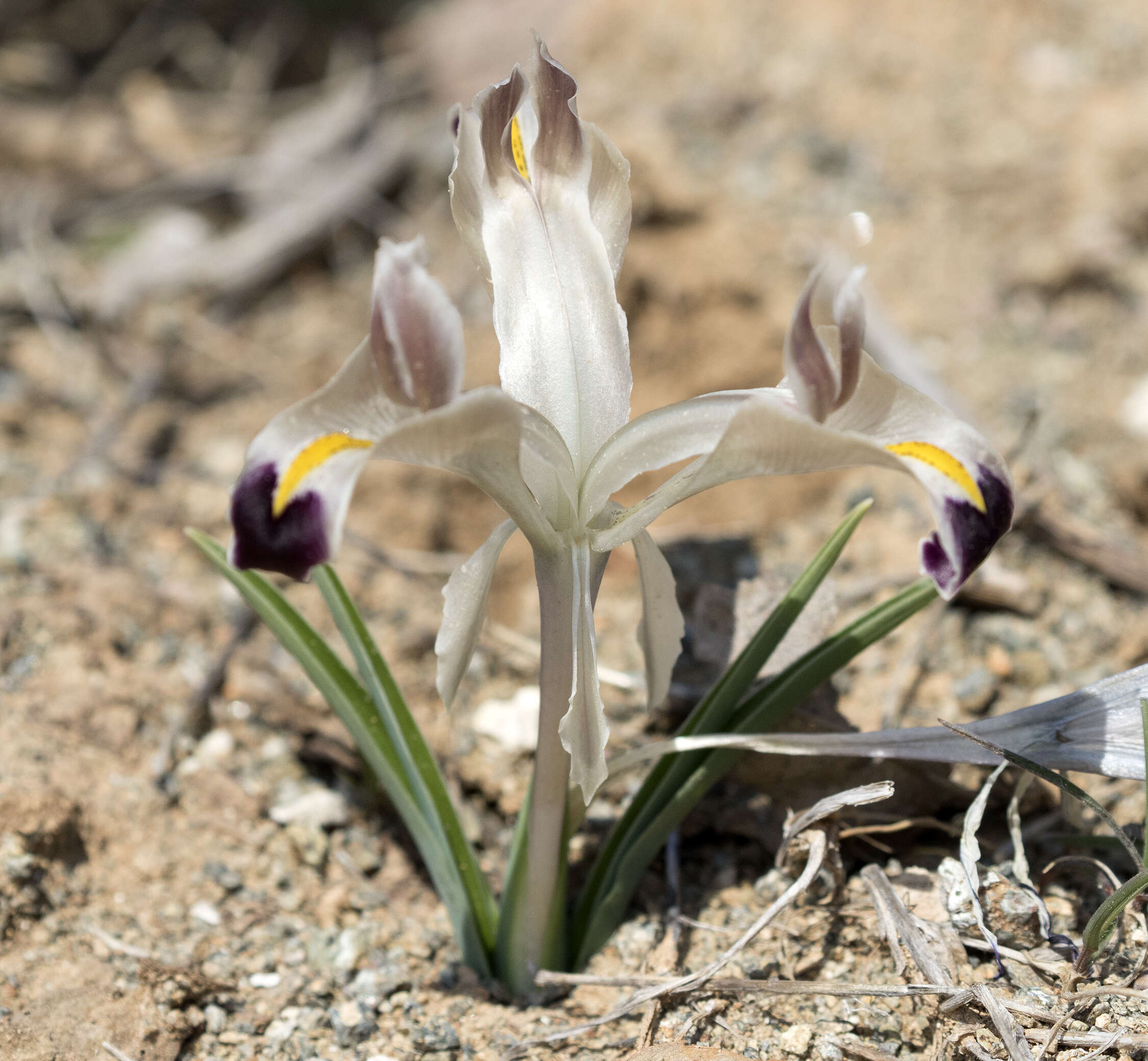 Image of Persian Iris