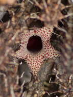 Image of Stapelianthus