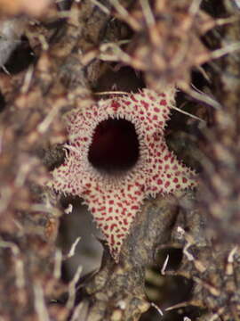 Image of Stapelianthus