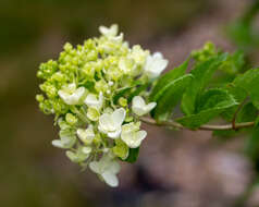 Image of panicled hydrangea