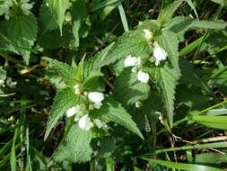 Image of white deadnettle