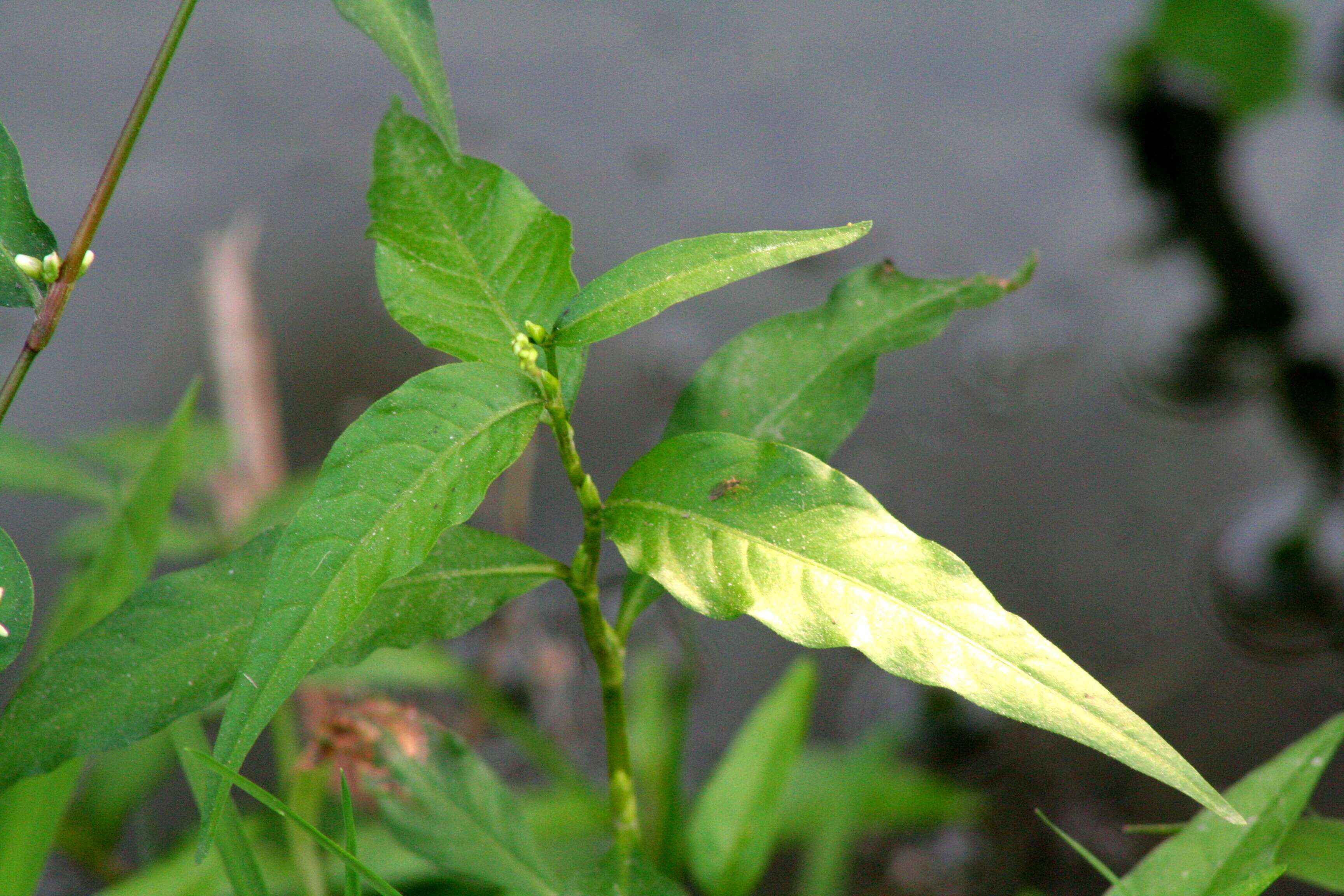 صورة Persicaria mitis (Schrank) Asenov