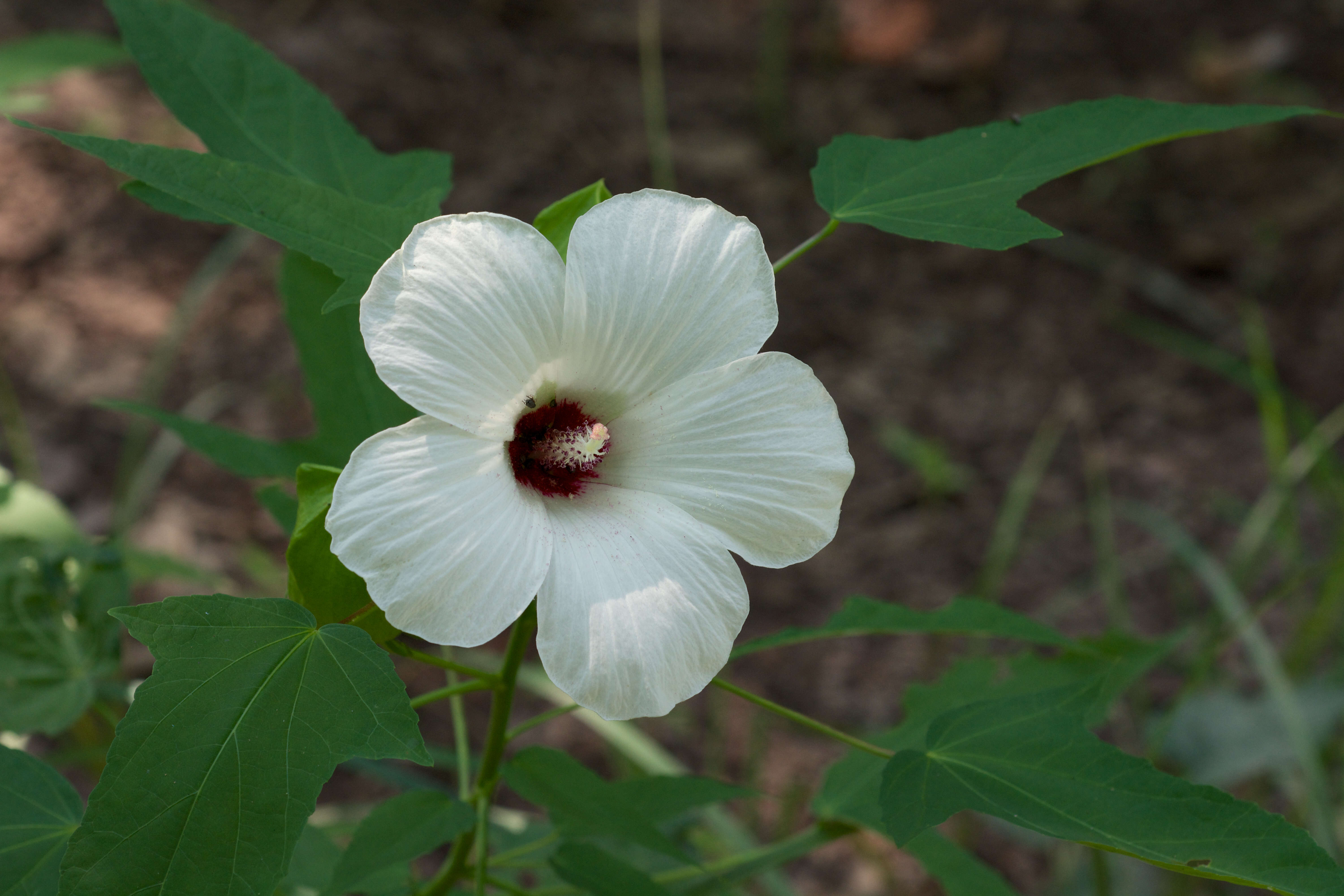 Image of halberdleaf rosemallow