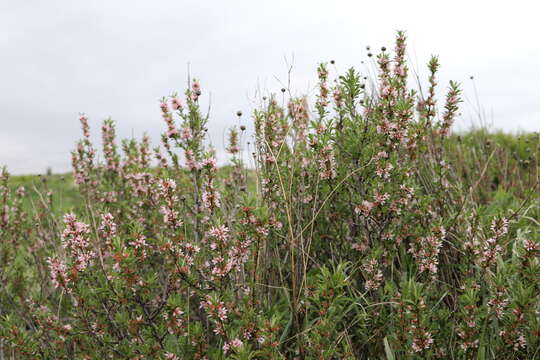 Imagem de Eriogonum fasciculatum Benth.