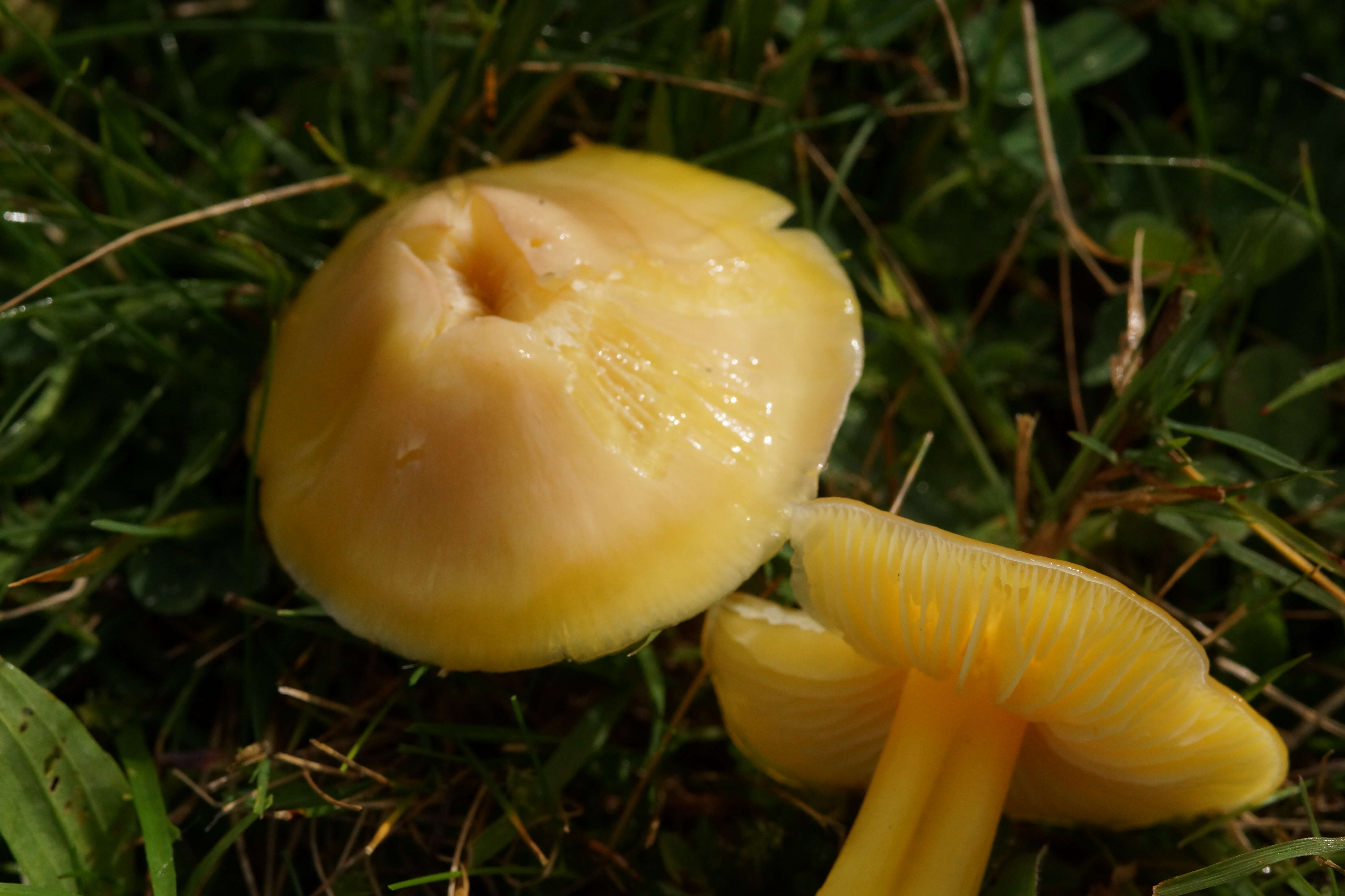 Image of Hygrocybe quieta (Kühner) Singer 1951