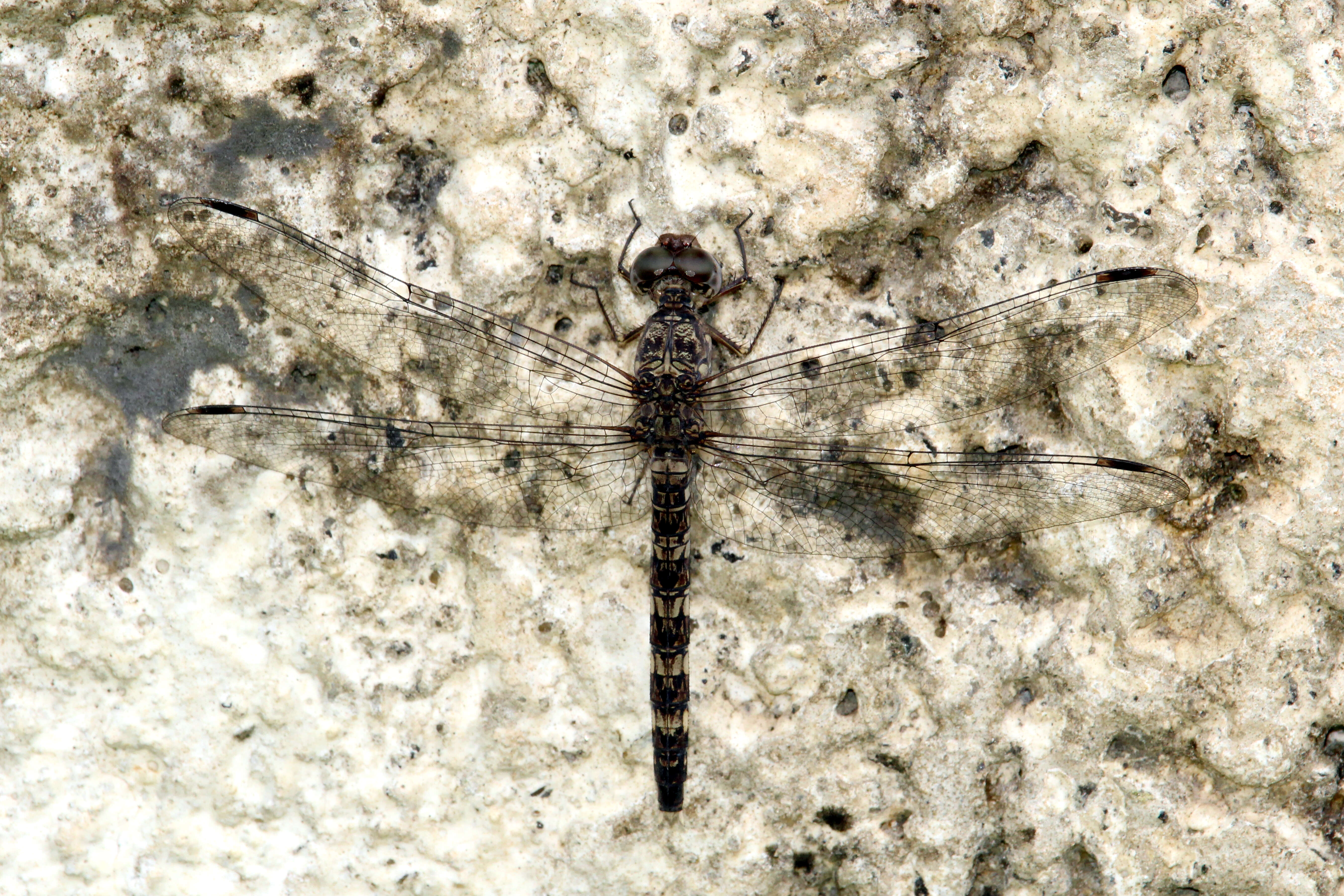 Image of Konkan Rockdweller