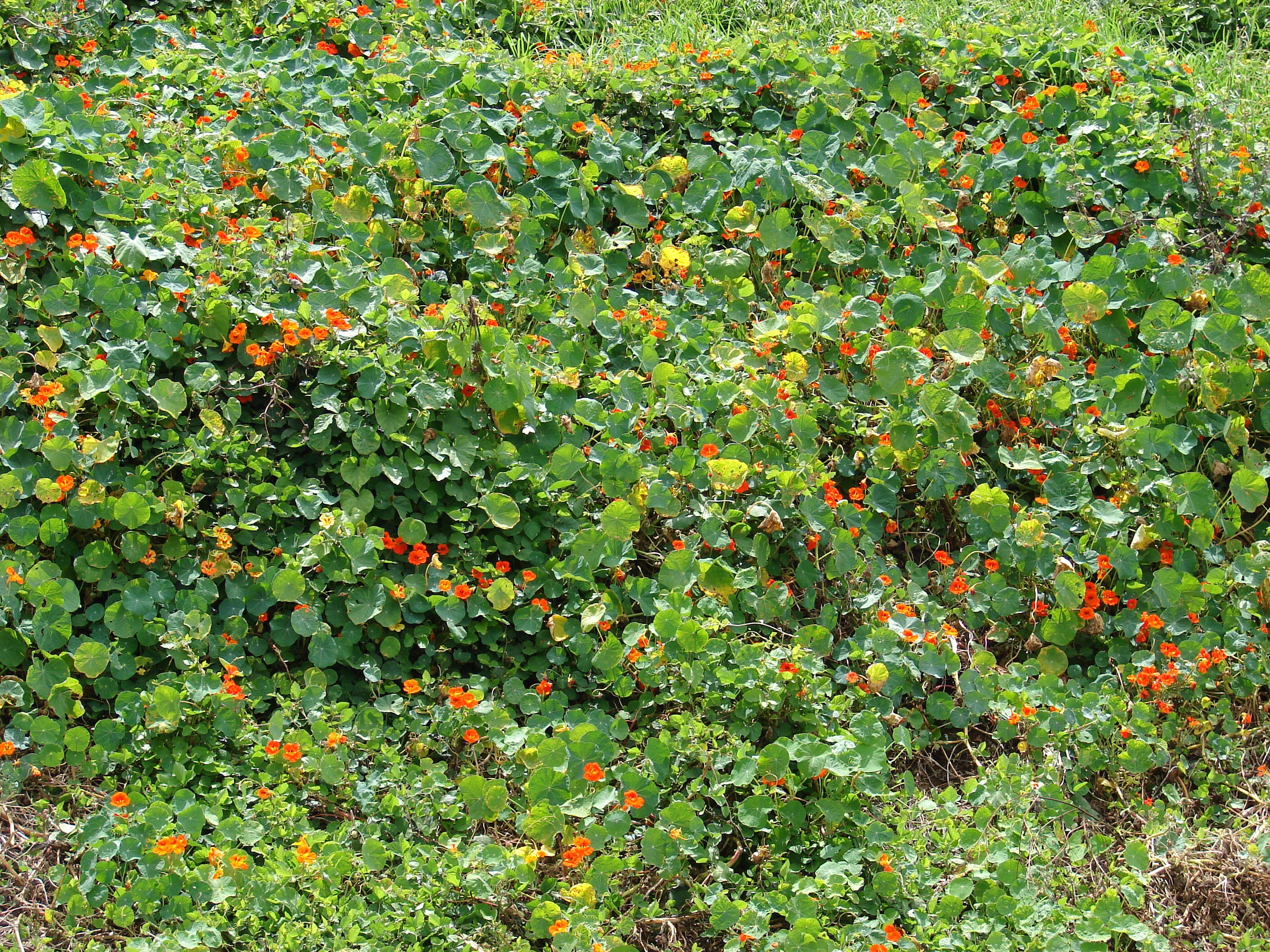 Image of Garden Nasturtium