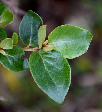 Olearia avicenniifolia (Raoul) Hook. fil. resmi