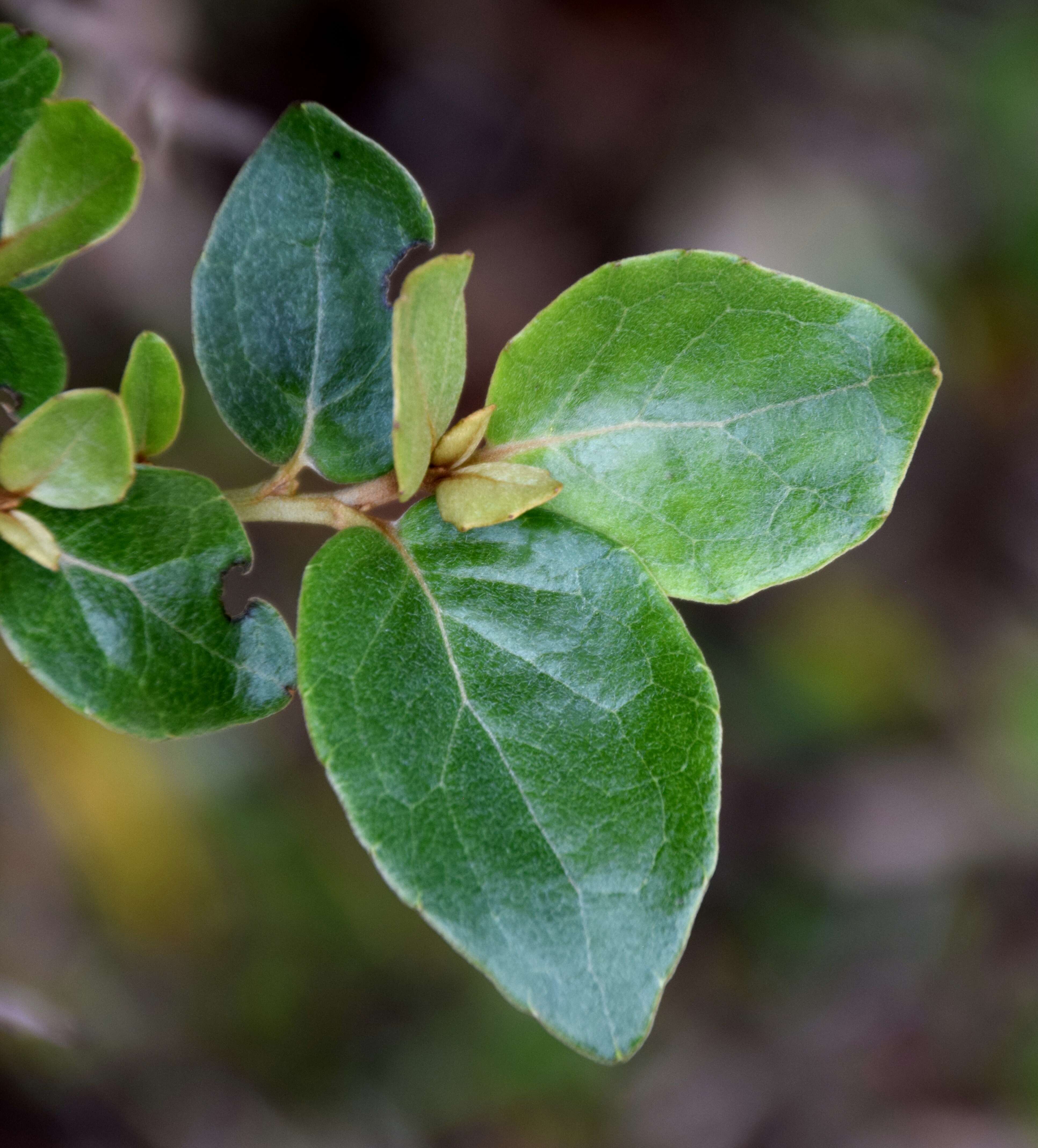 Image of Olearia avicenniifolia (Raoul) Hook. fil.