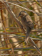 Image of Striated Babbler