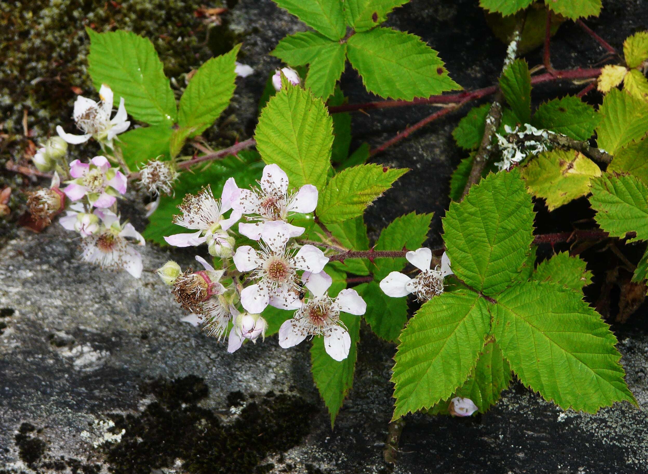 Image of Bramble