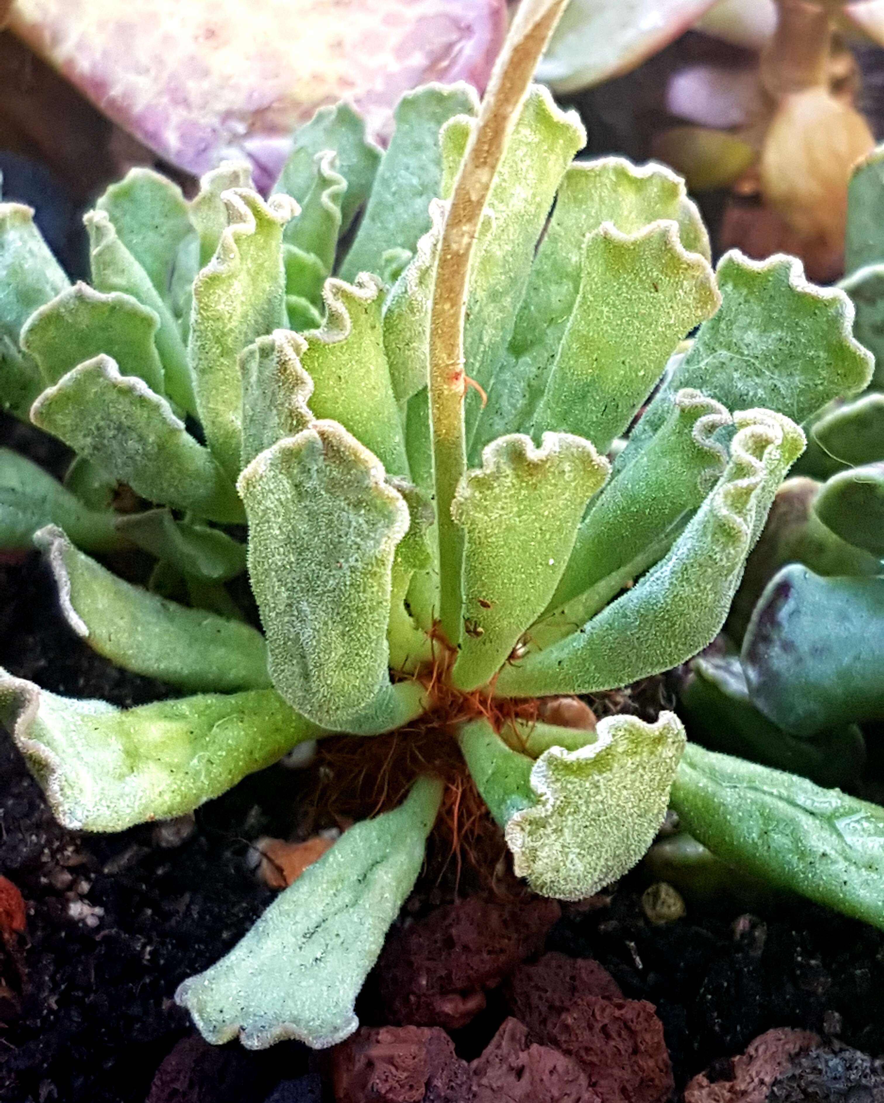 Image of Adromischus cristatus (Haw.) Lem.