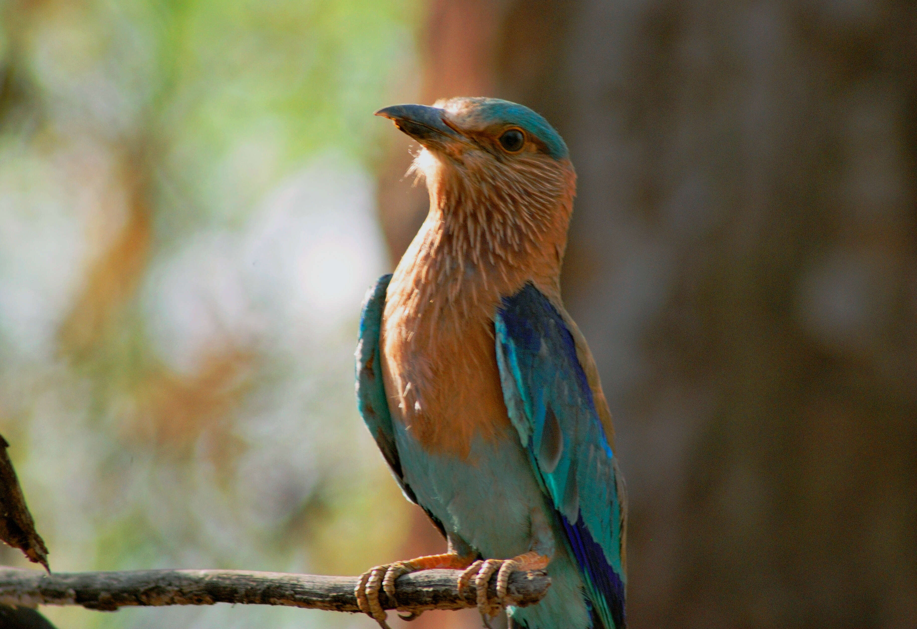 Image of Indian Roller