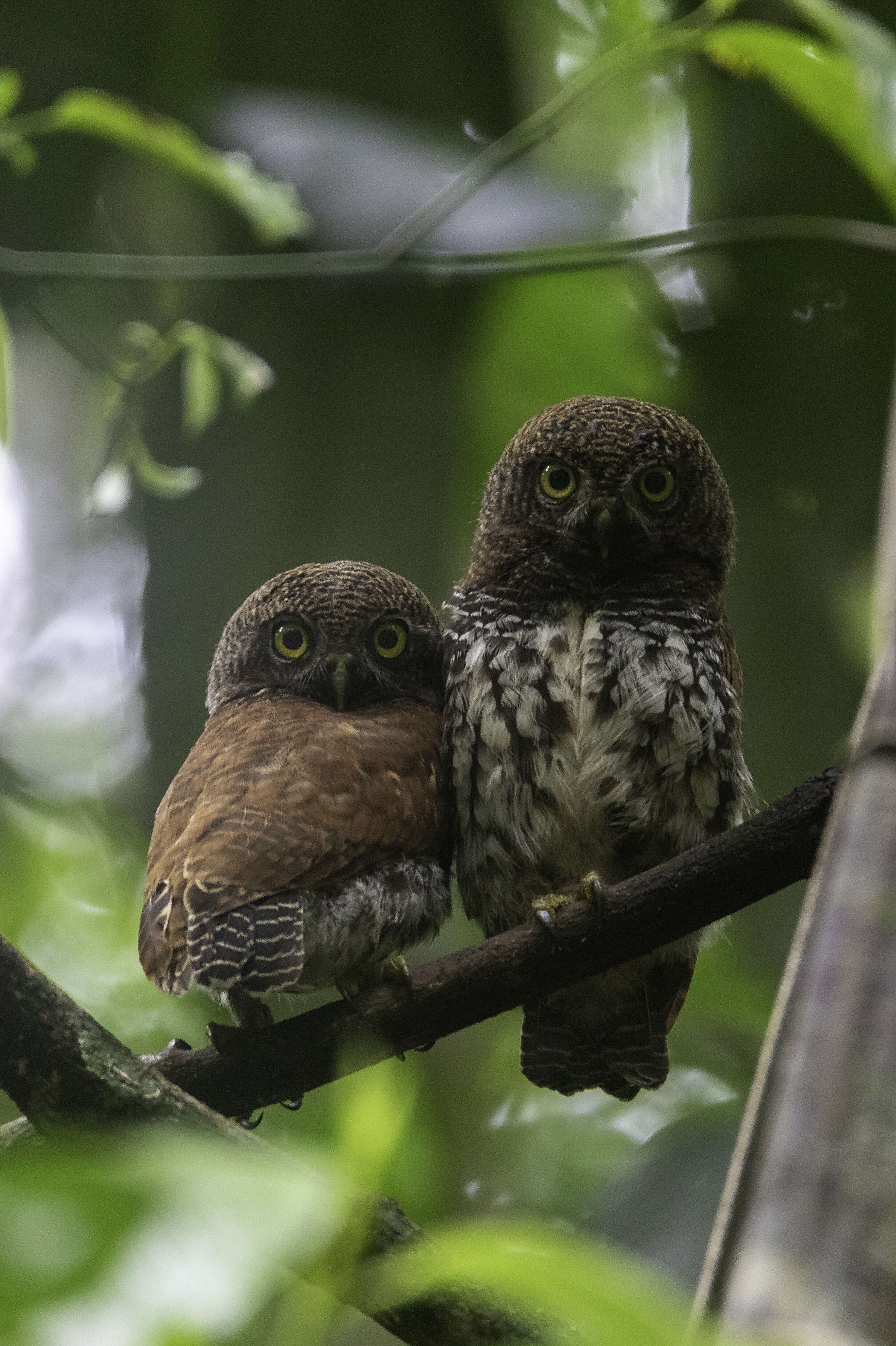 Image of Chestnut-backed Owlet