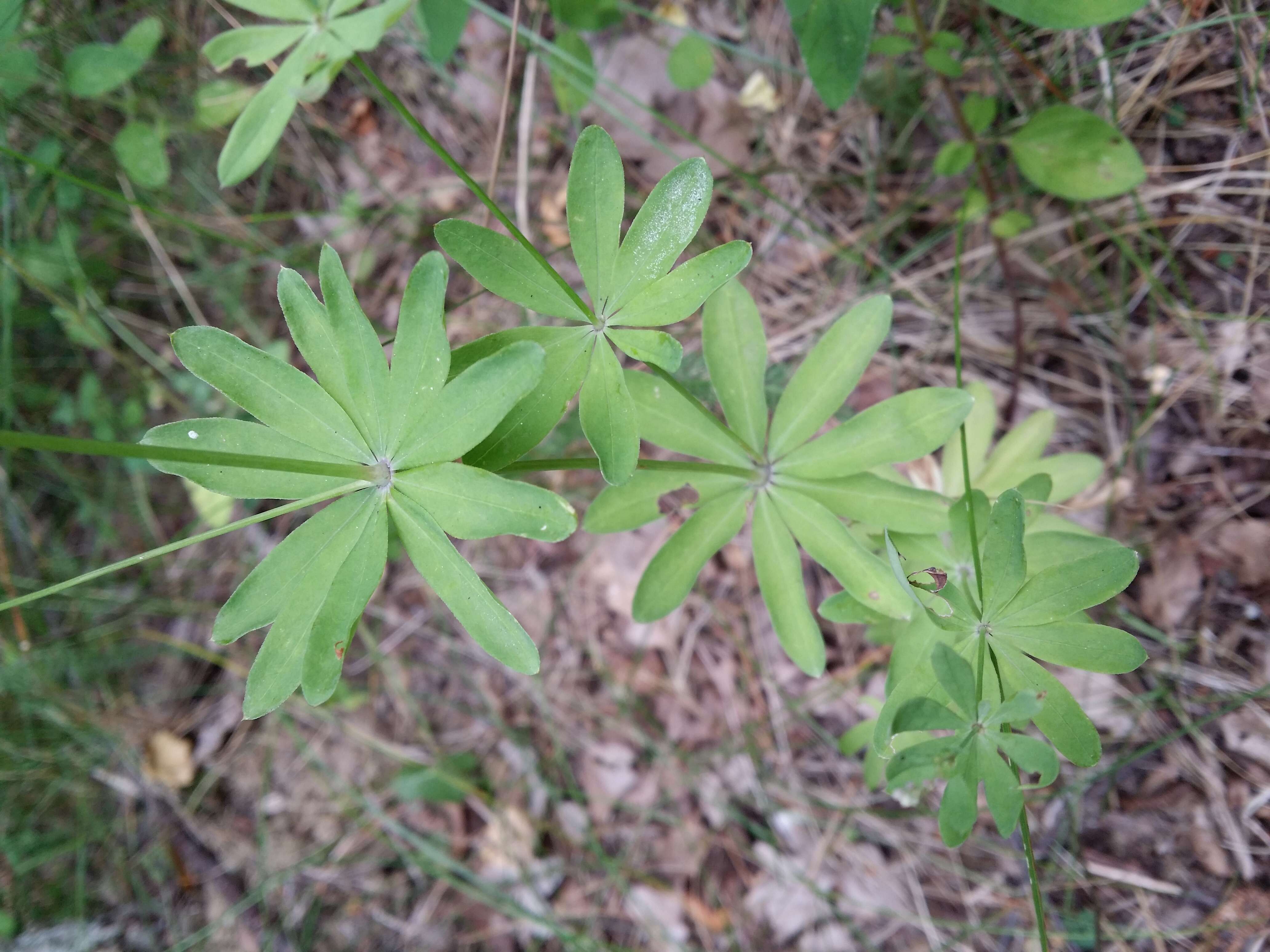 Sivun Galium sylvaticum L. kuva