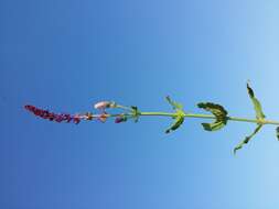 Imagem de Salvia nemorosa L.