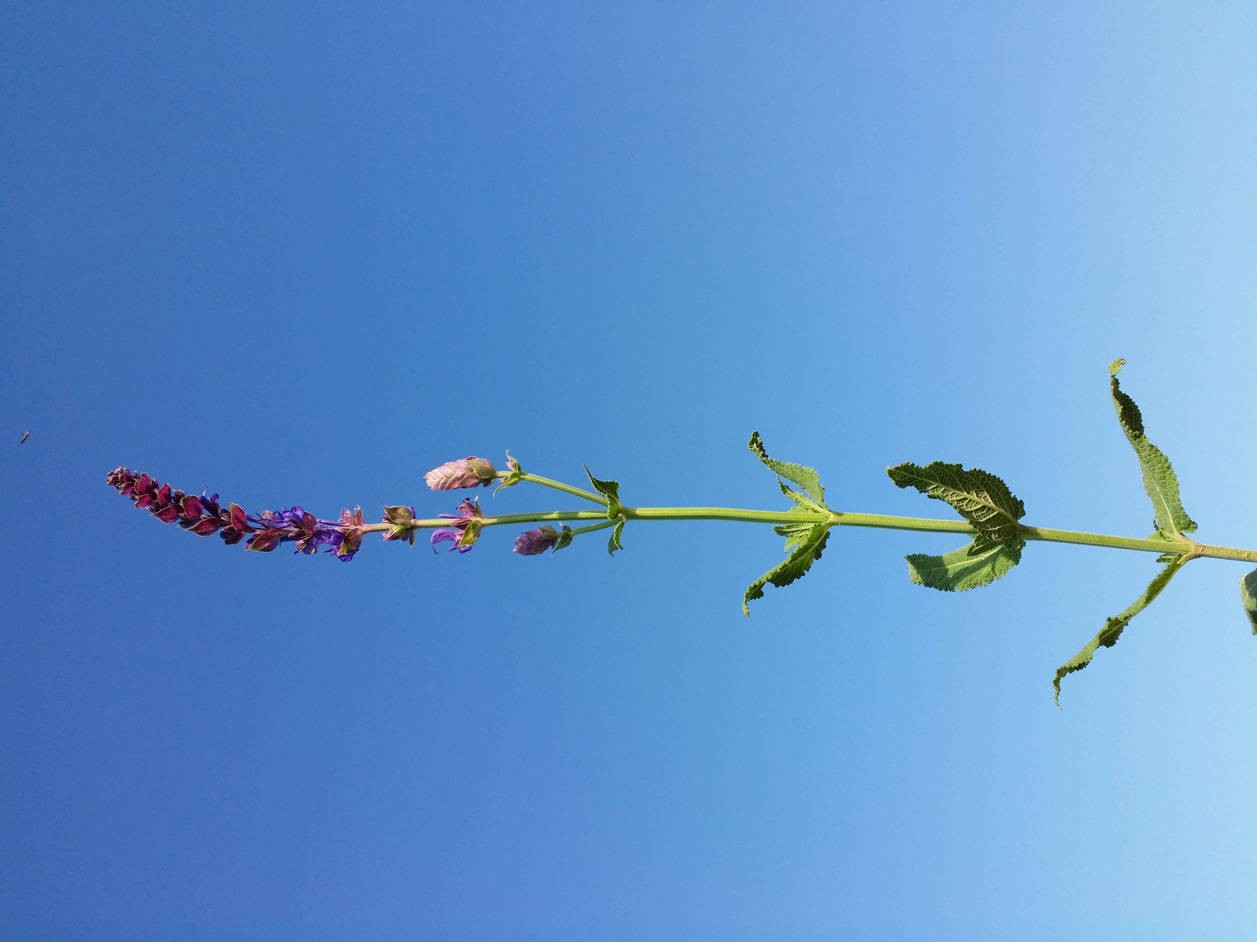 Imagem de Salvia nemorosa L.