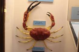 Imagem de Pseudocarcinus H. Milne Edwards 1834