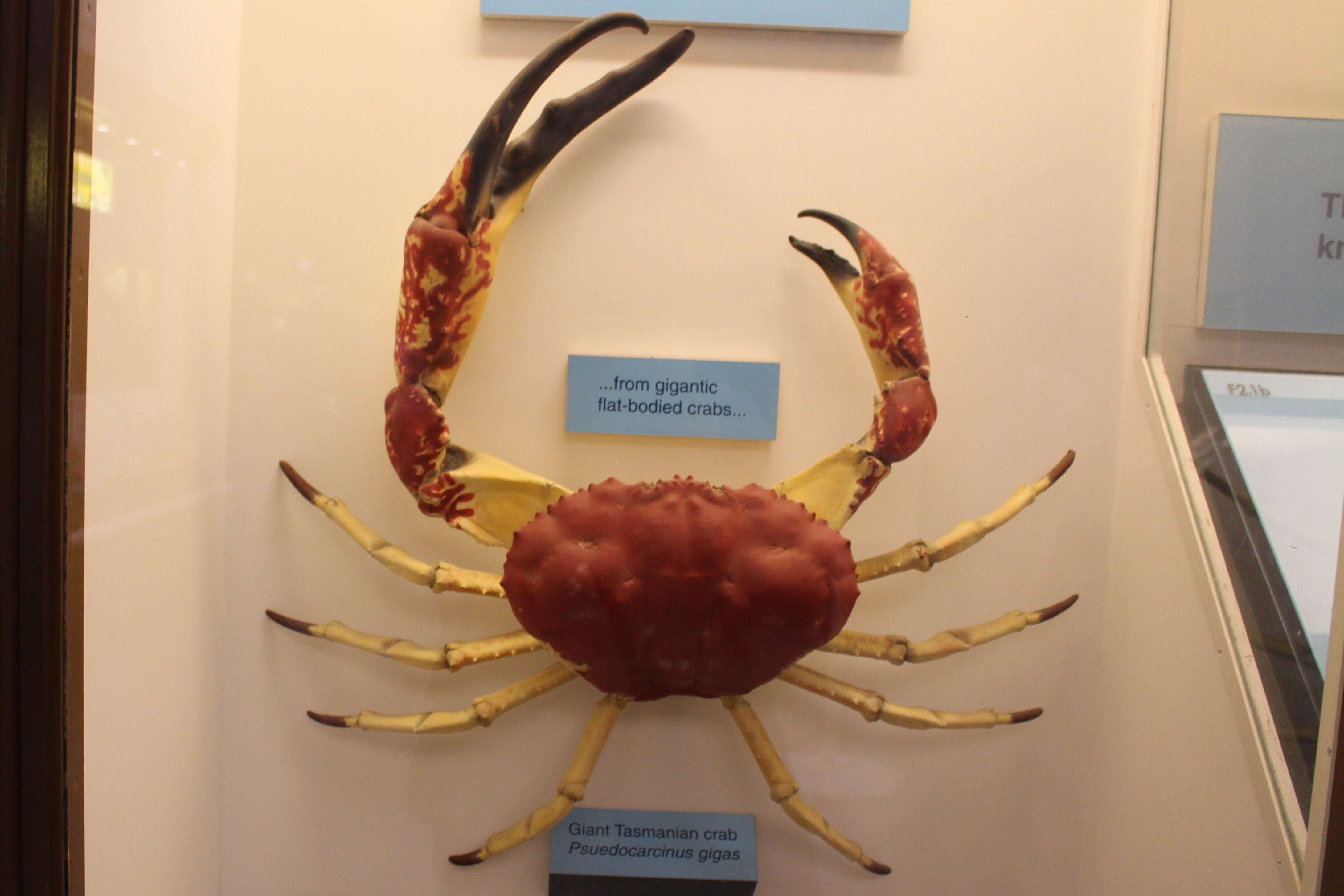 Imagem de Pseudocarcinus H. Milne Edwards 1834