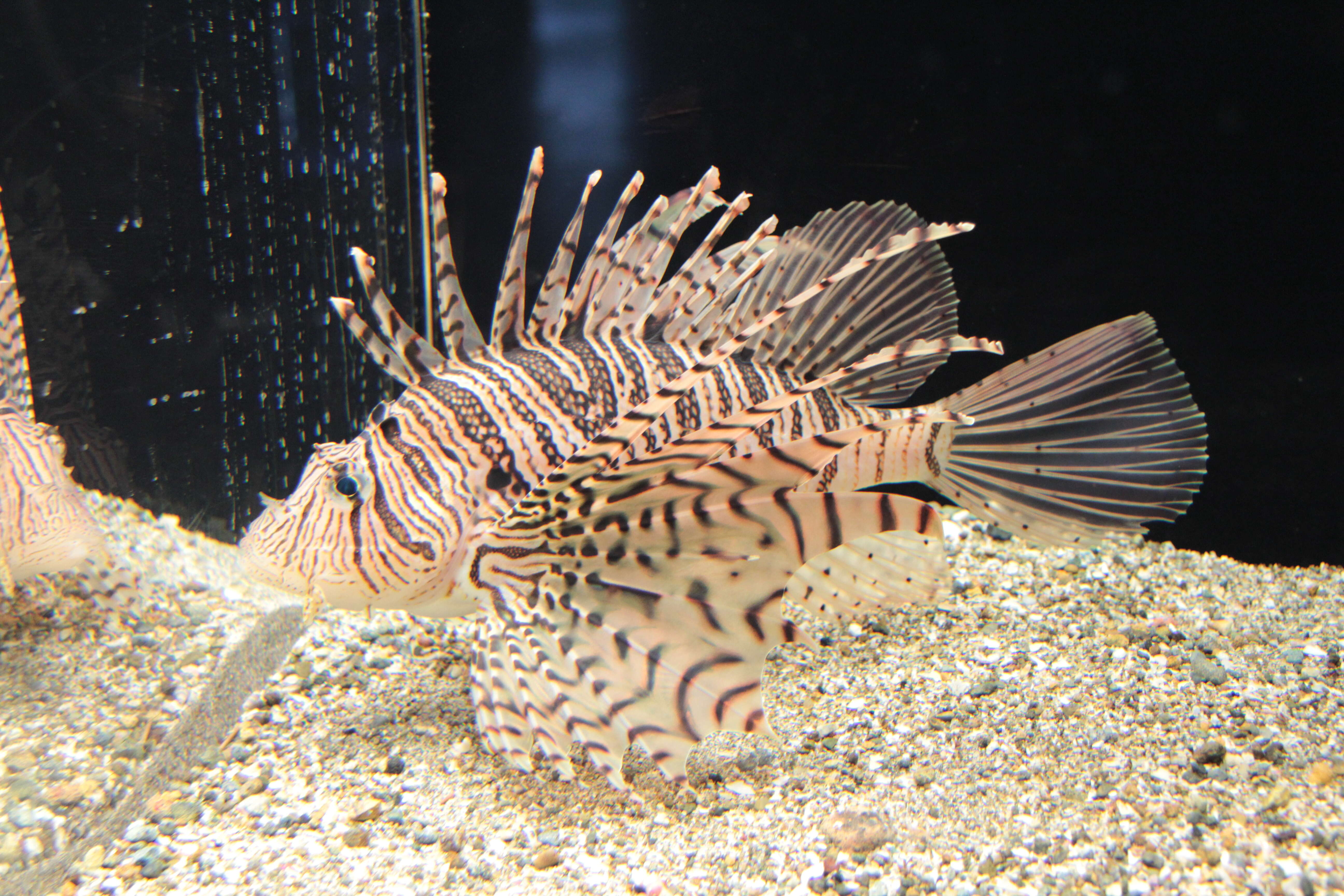 Слика од Pterois lunulata Temminck & Schlegel 1843