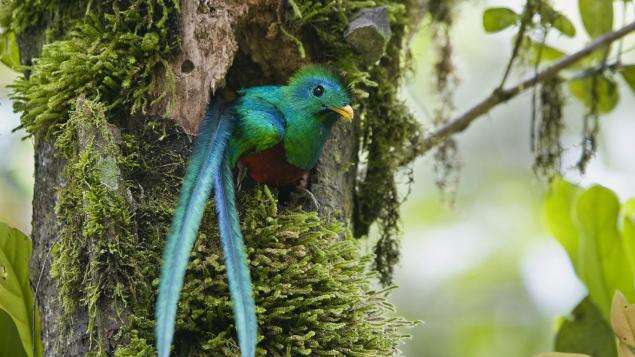 Image of Magnificent Quetzal