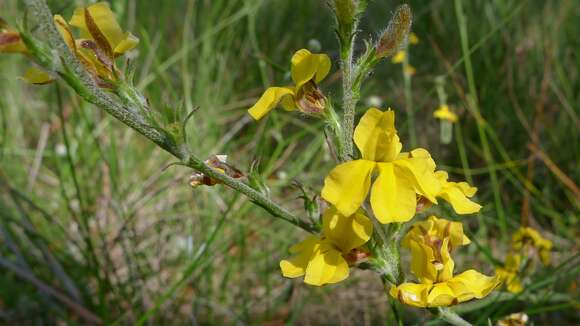 Image of Goodenia bellidifolia Sm.