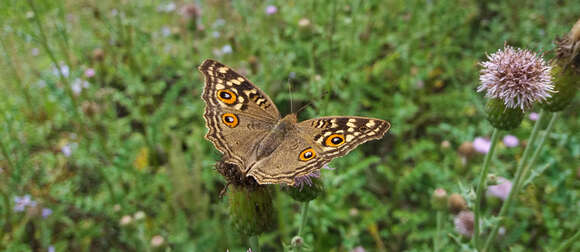 Image of Junonia lemonias Linnaeus 1758