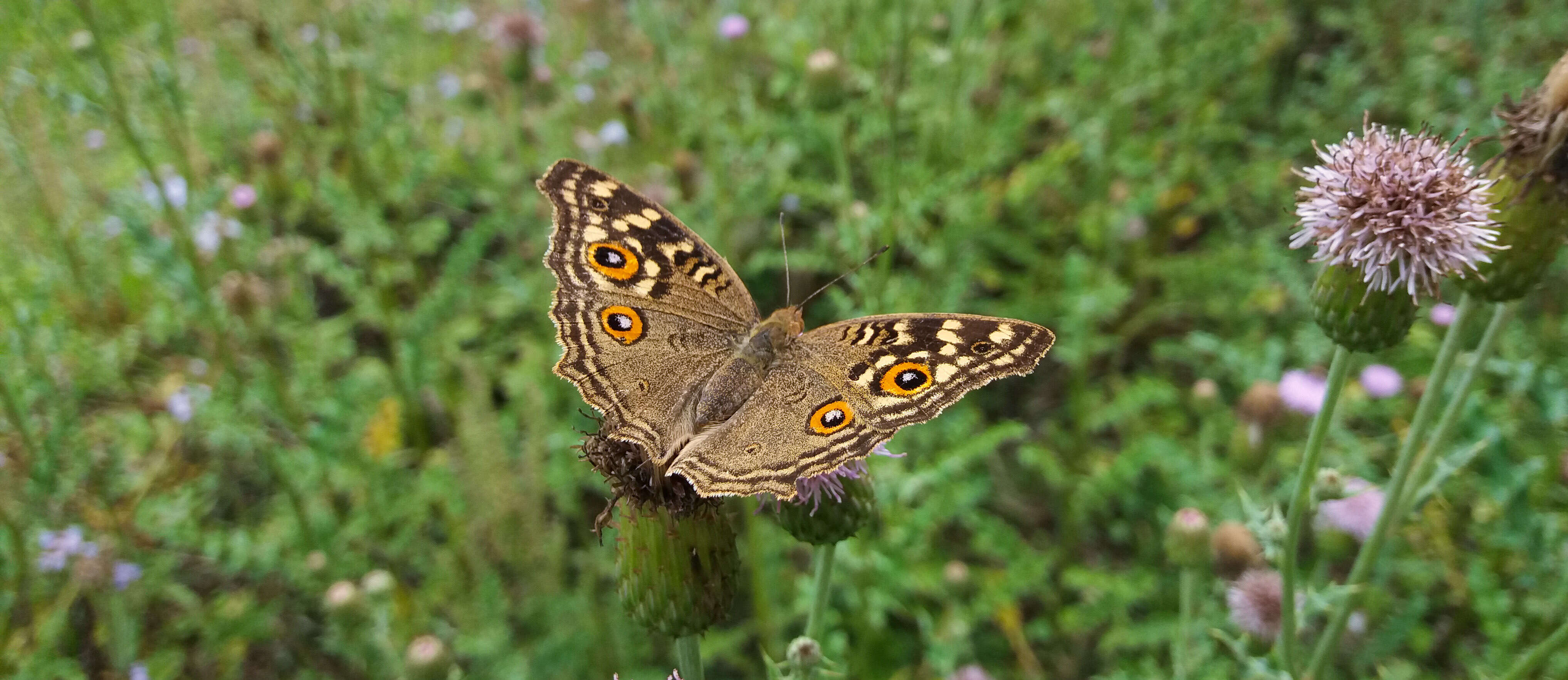 Image of Junonia lemonias Linnaeus 1758