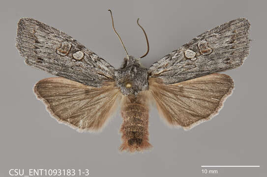 Image of Large Grey Pinion, Green Fruitworm