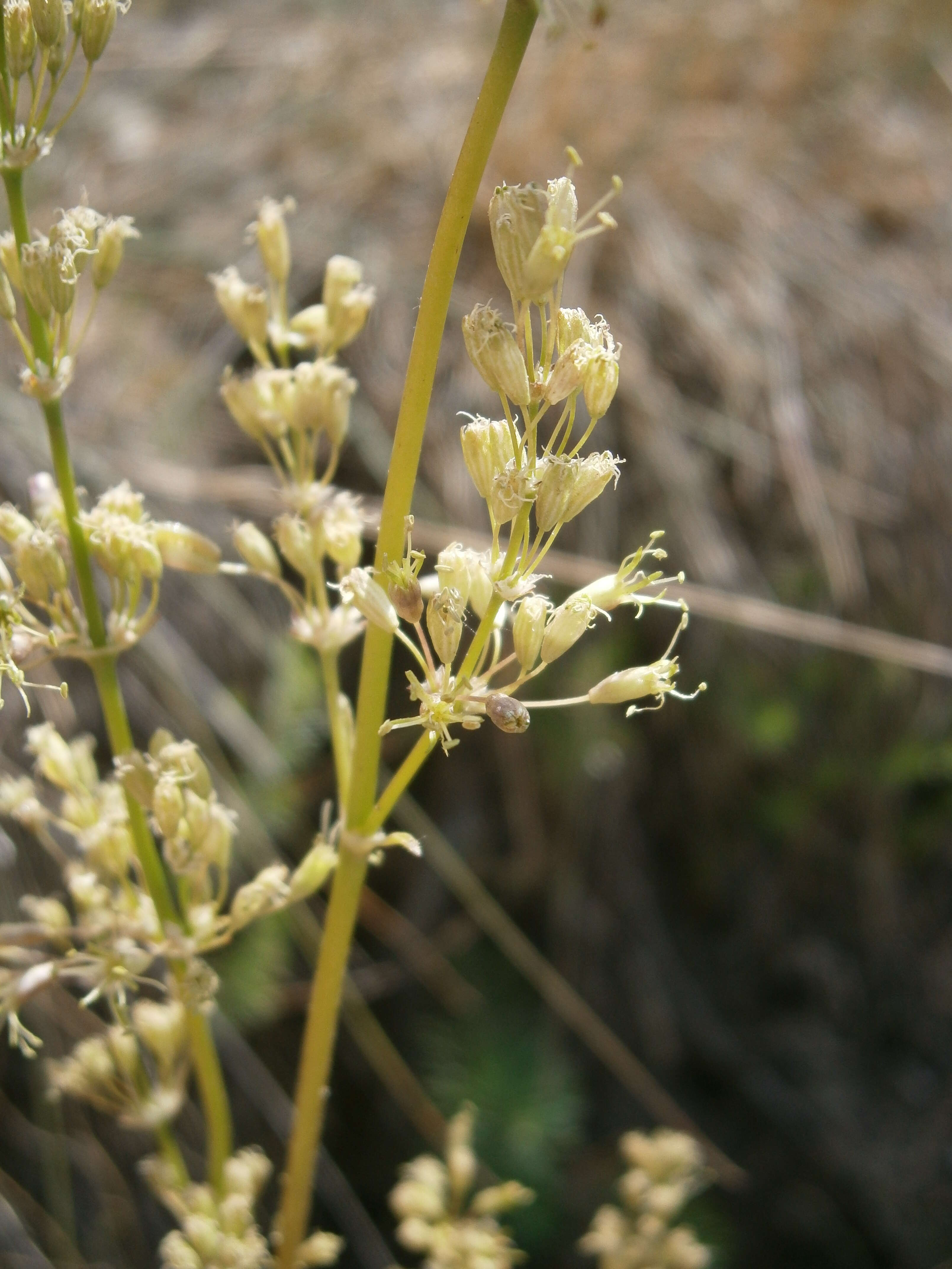 Silene otites (L.) Wibel resmi