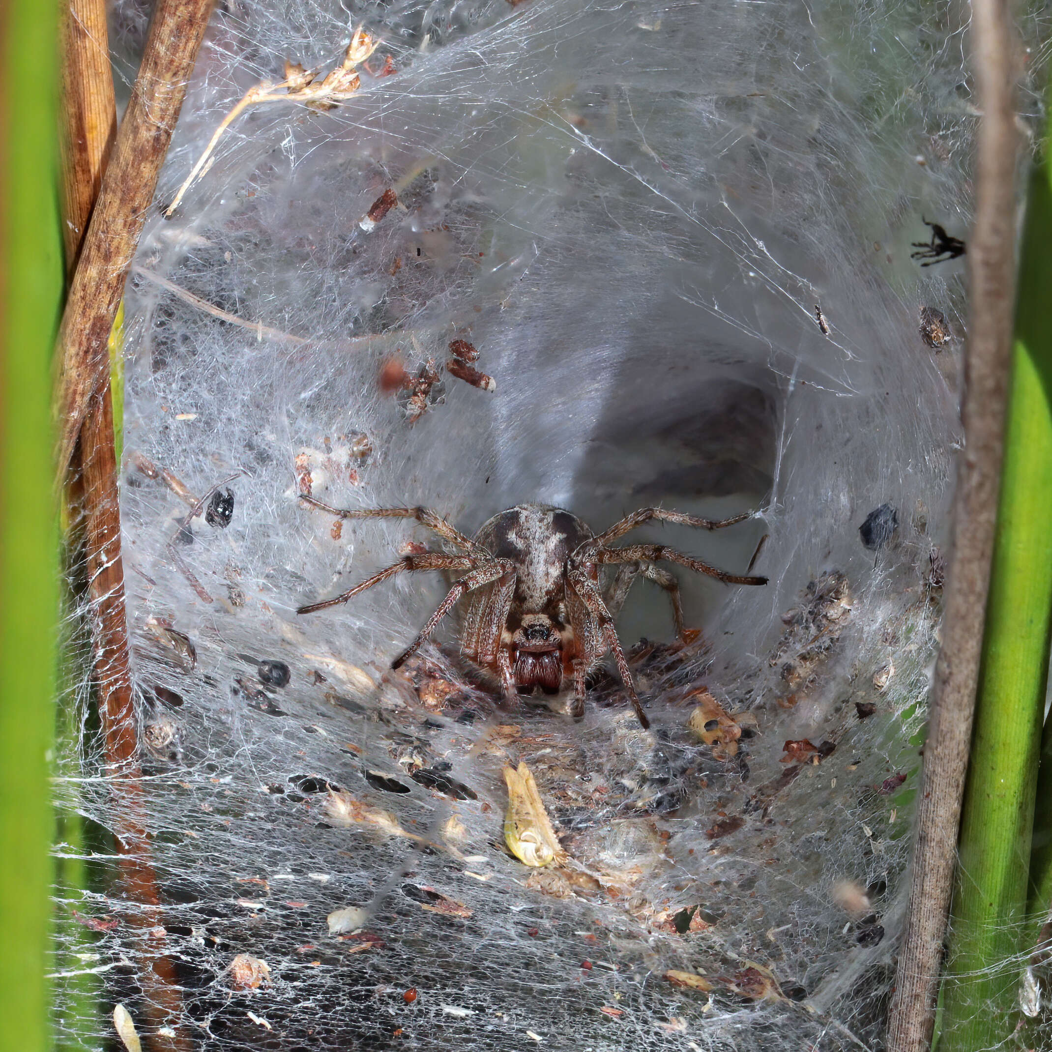 Image of Agelena labyrinthica (Clerck 1757)