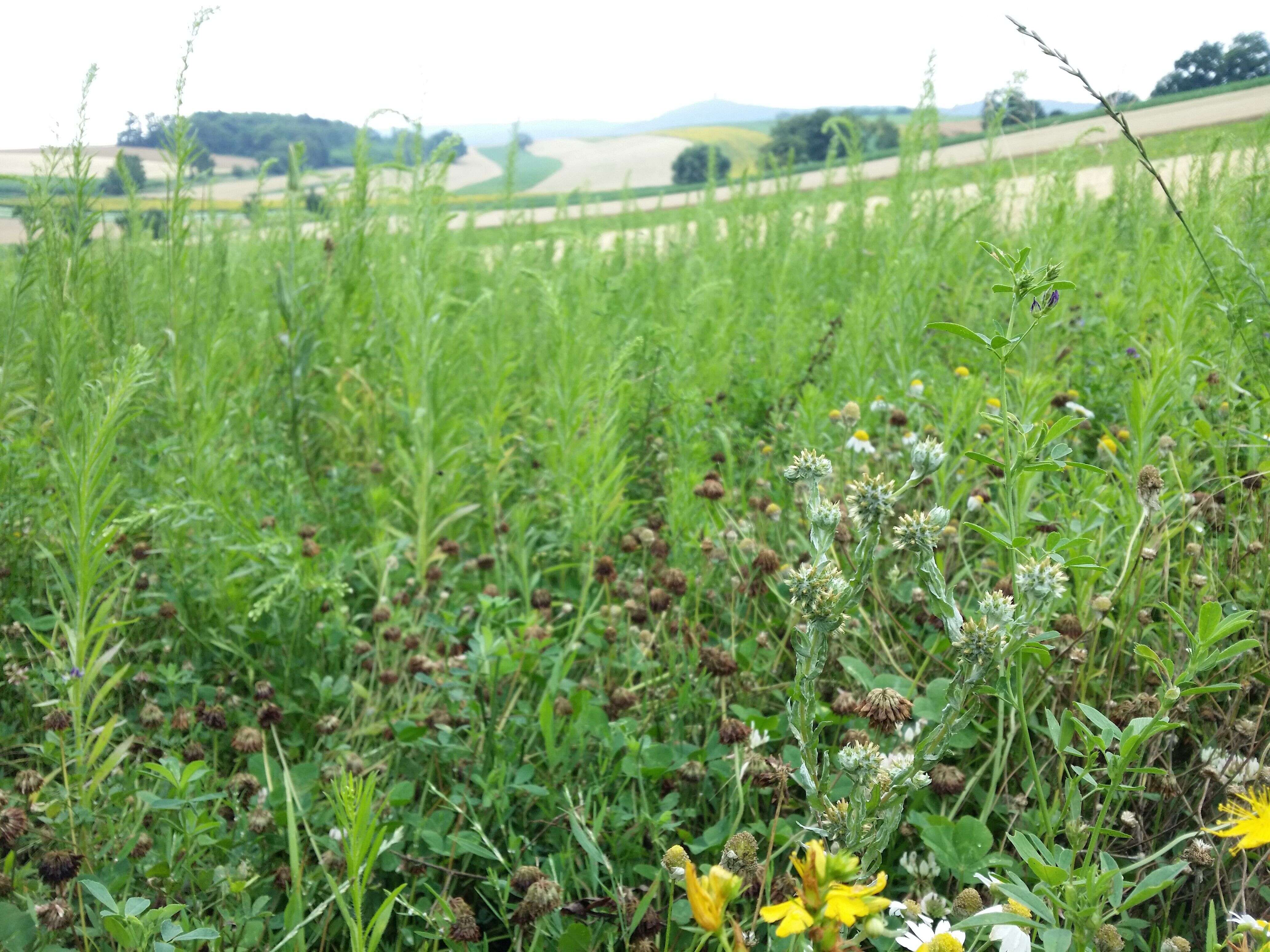 Image of common cottonrose