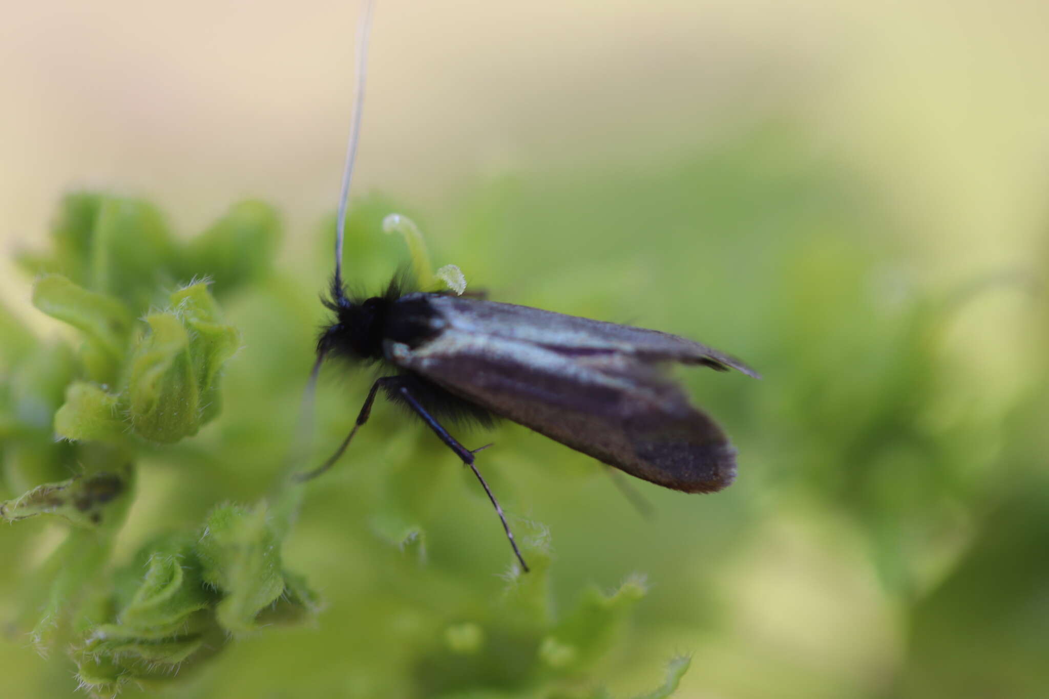 Image of Adela reaumurella