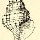 Image of Pleurotomella aculeata (Webster 1906)