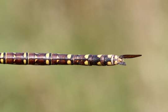 Image of Variable Darner