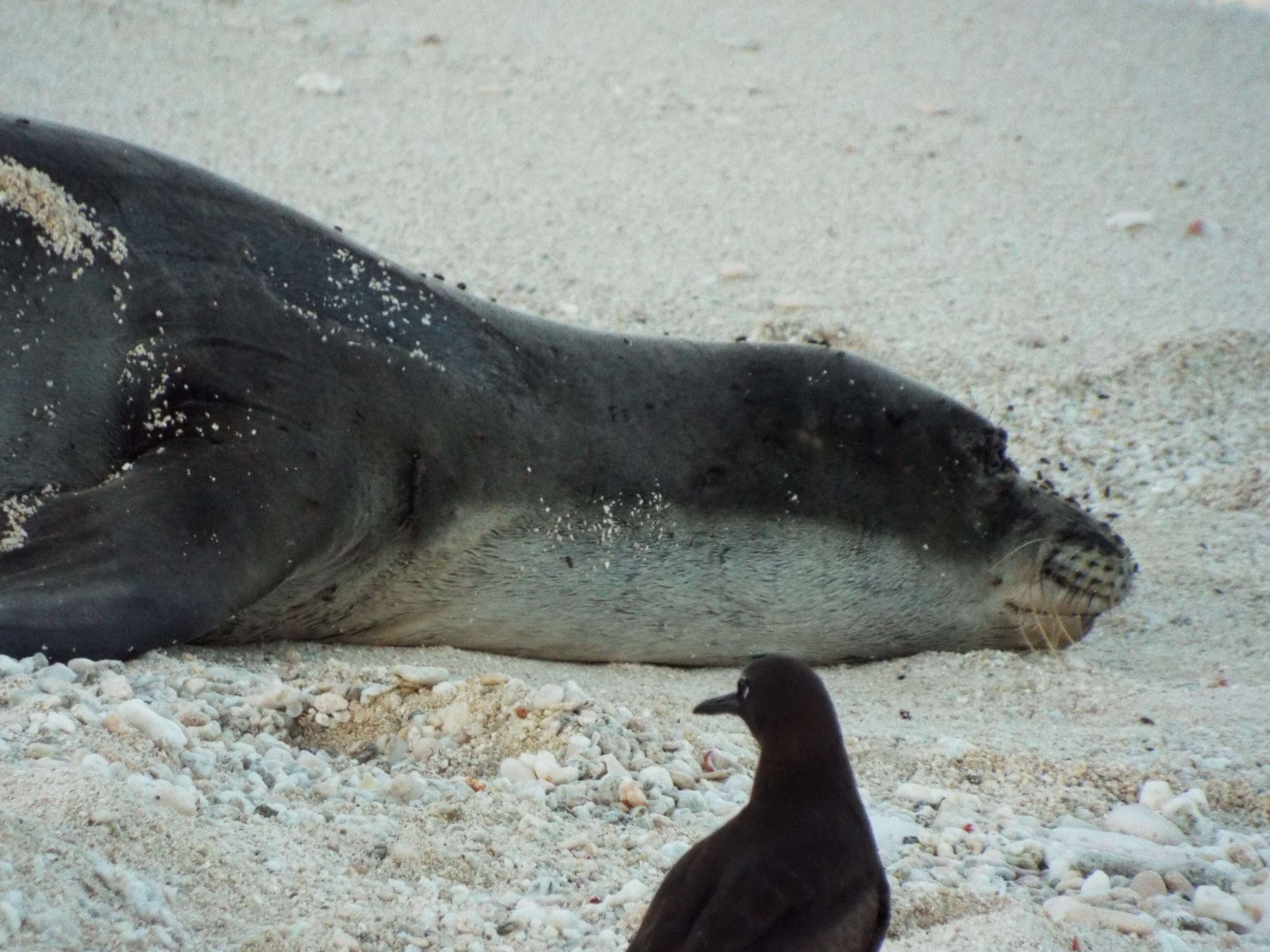 Image of Hawaiian Monk Seal