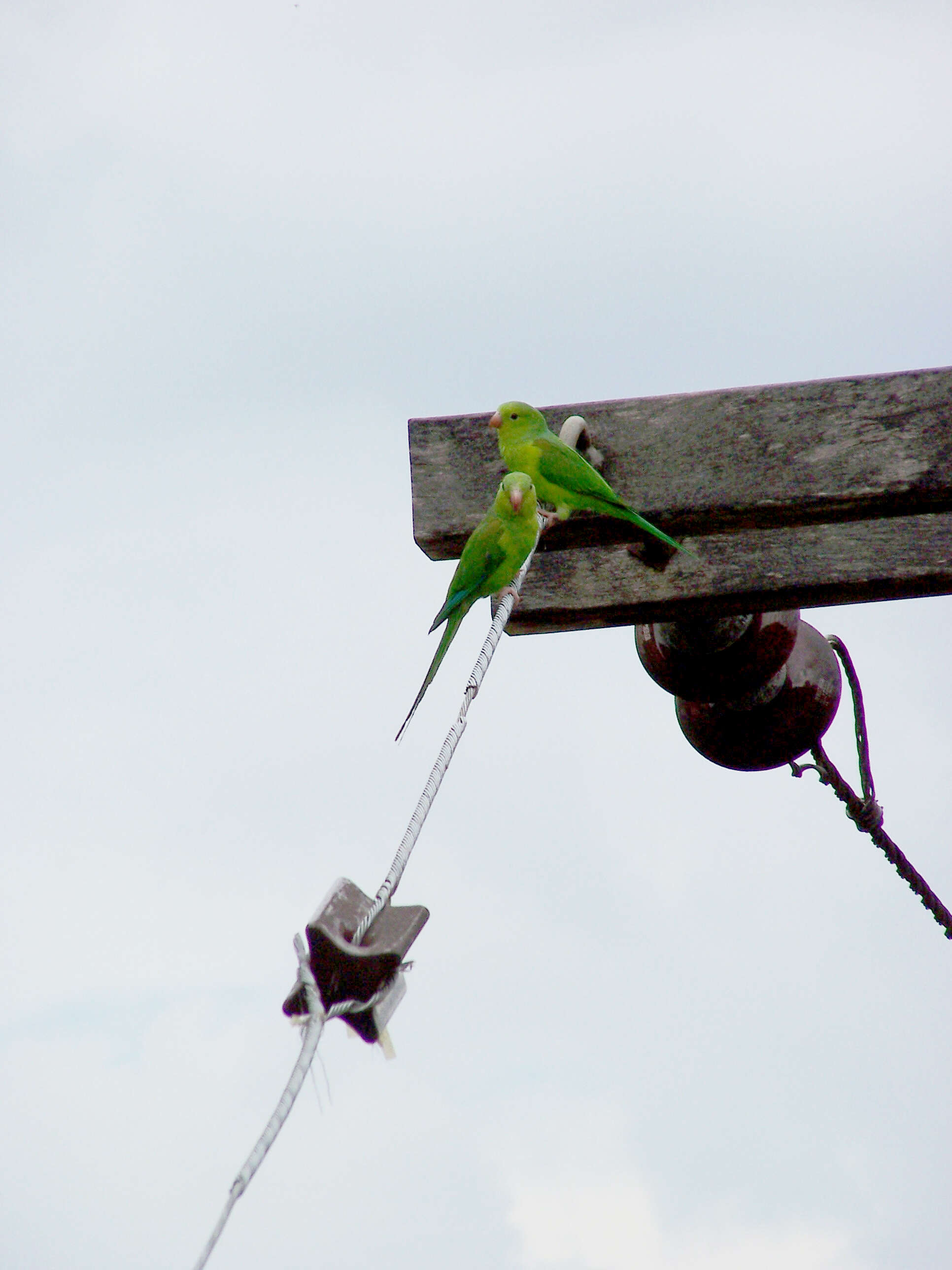 Image of Plain Parakeet