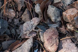 Image of Greater Short-horned Lizard