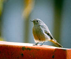 Image of Black Redstart