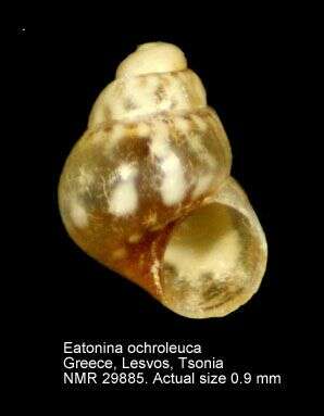 Image of Eatonina ochroleuca (Brusina 1869)