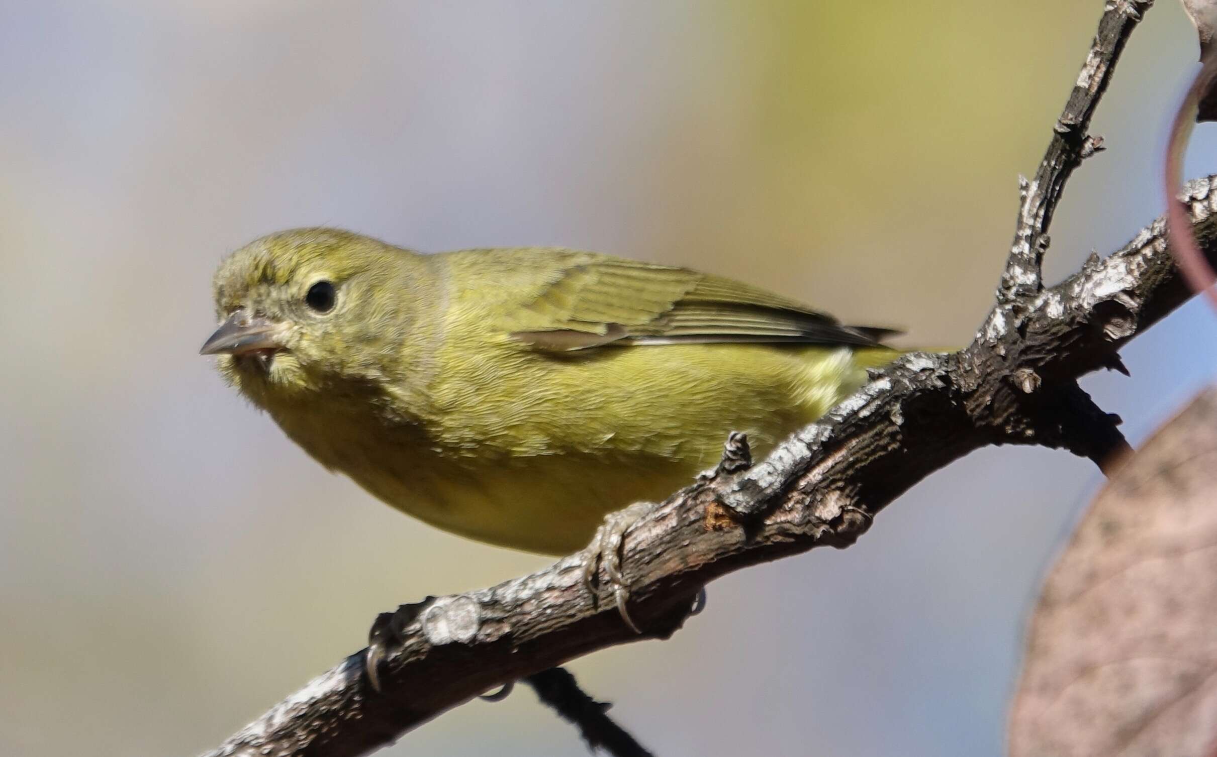 Image of Orange-crowned Warbler