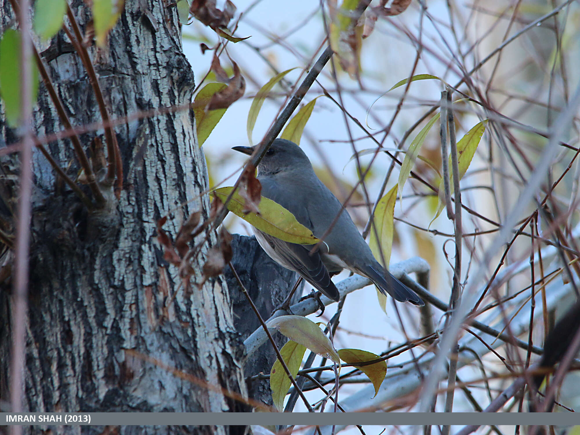 Image of Black-throated Thrush