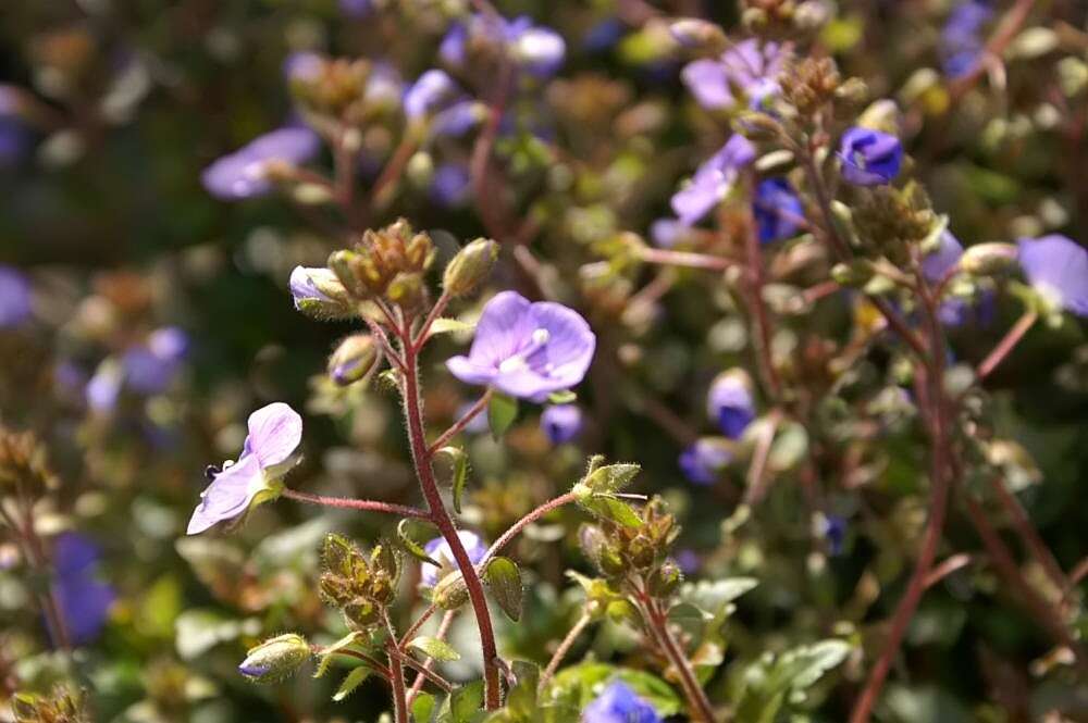 Слика од Veronica repens Clarion ex DC.