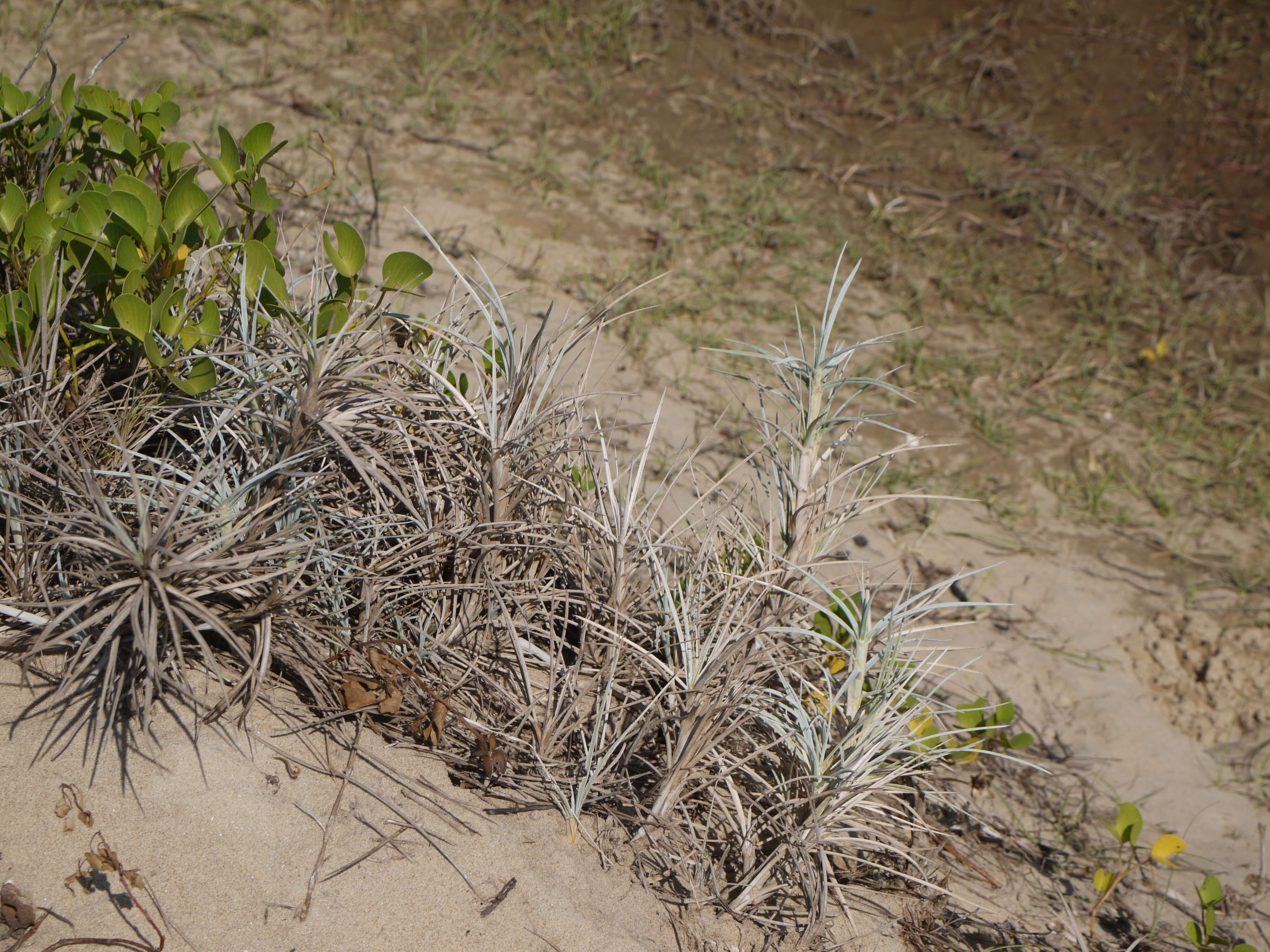 Image of Spinifex littoreus (Burm. fil.) Merr.