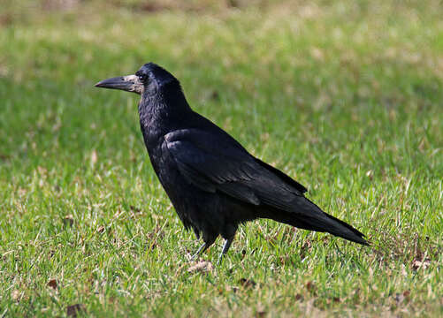 Imagem de Corvus frugilegus Linnaeus 1758