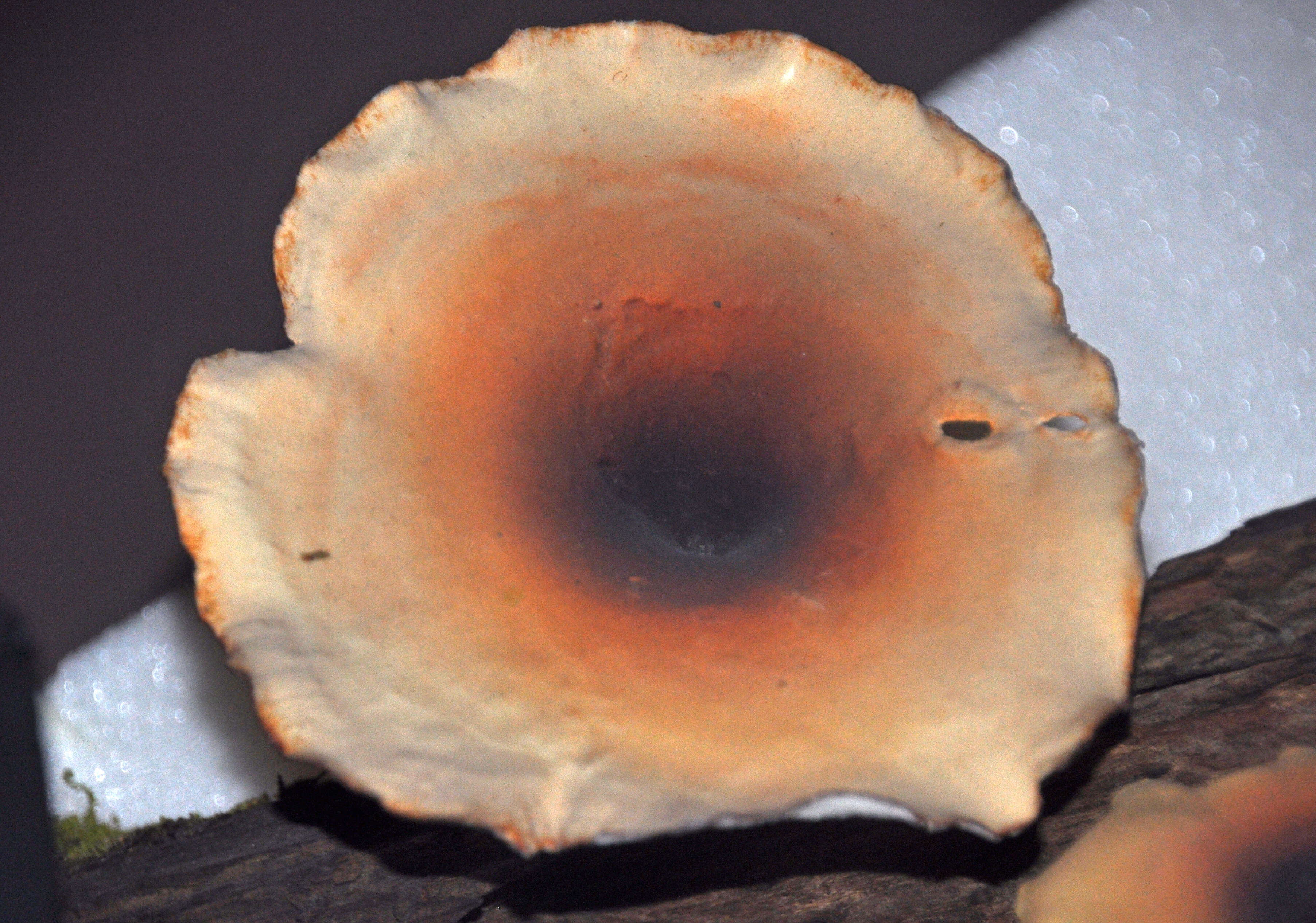 Image of black-footed polypore