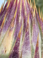 Image of Moor's Cotton Thistle