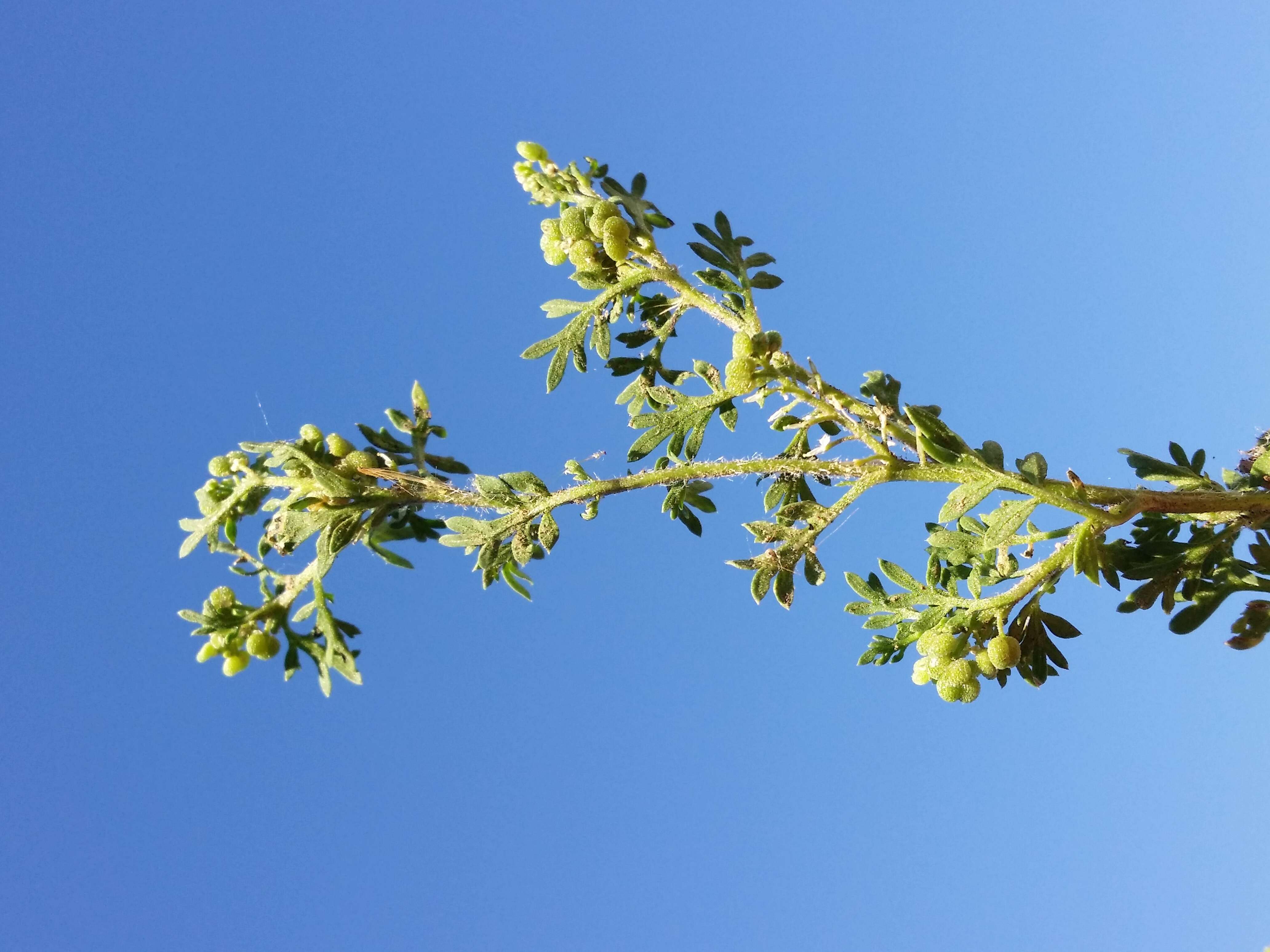 Image of Lesser swine-cress